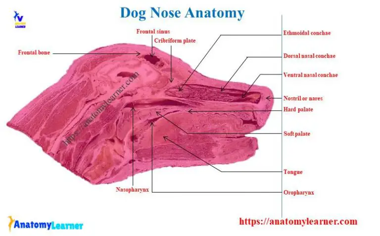 Dog Nose Anatomy - External Nasal Planum and Turbinates with Diagram ...