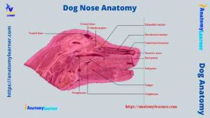 Dog Nose Anatomy - External Nasal Planum and Turbinates with Diagram ...