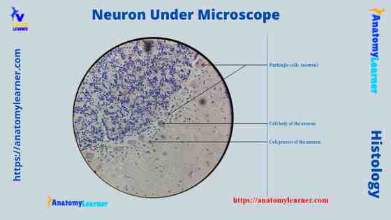 Neuron under microscope labeled