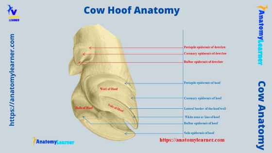 Cow hoof anatomy labeled diagram