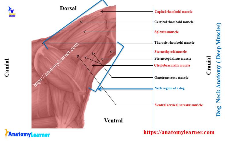 Dog neck anatomy (Deep Muscle)