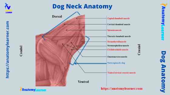 Dog neck anatomy diagram