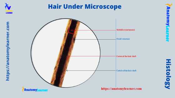 Hair shaft under a microscope labeled