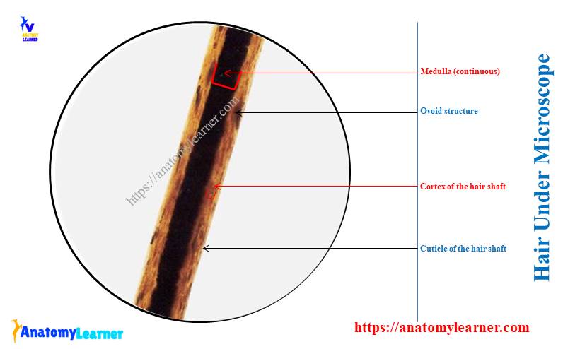 Hair Under A Microscope Features Of Hairs Shaft And Follicles With Hair Under A Microscope Features Of Hairs Shaft And Follicles With