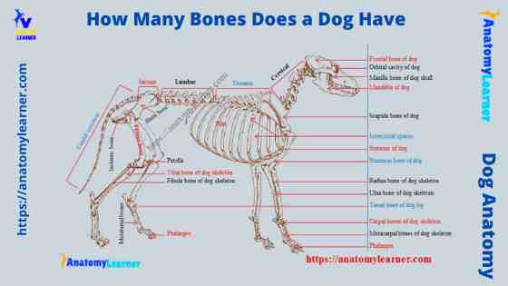 How many bones does a dog has