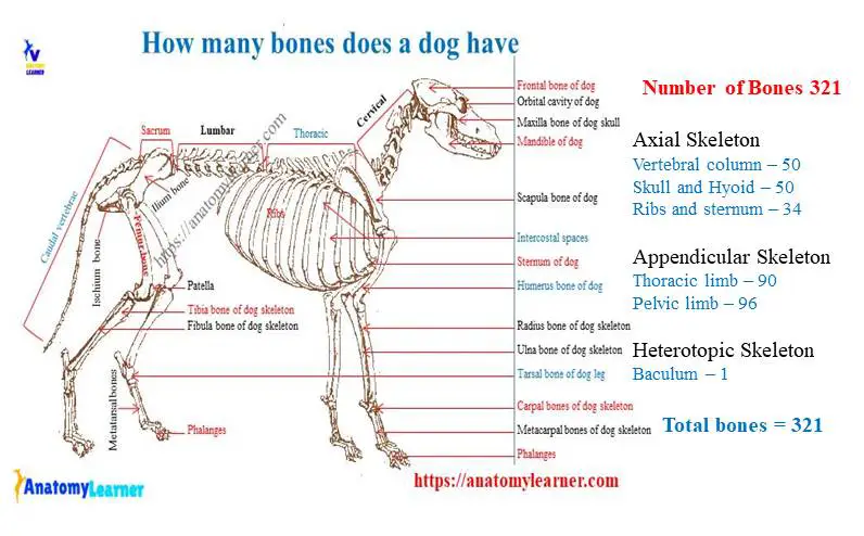 How many bones does a dog have