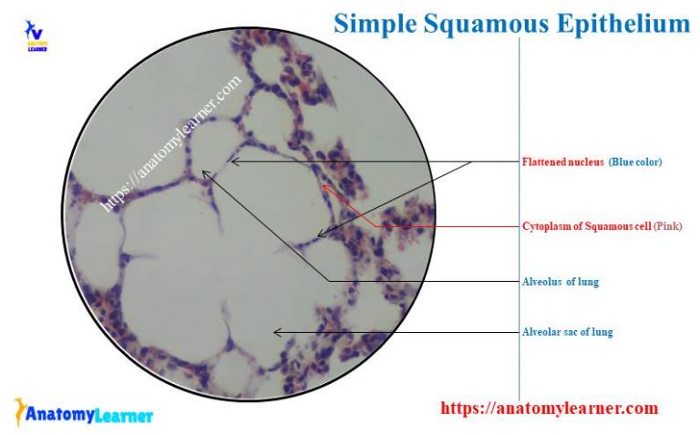 Simple Squamous Epithelium under a Microscope with a Labeled Diagram ...