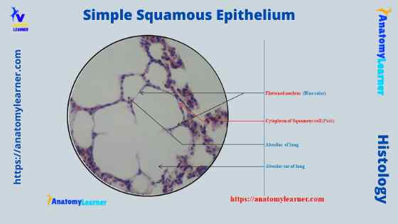 Simple squamous epithelium under microscope labeled