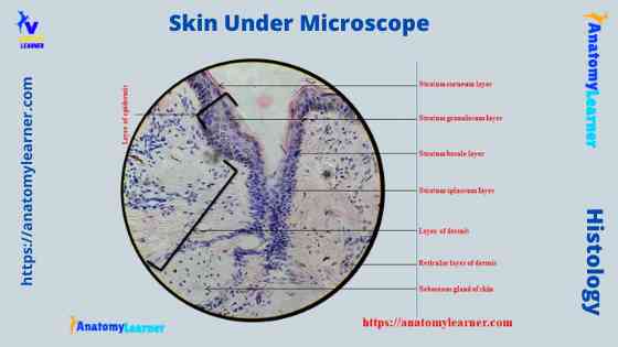 Skin under microscope labeled