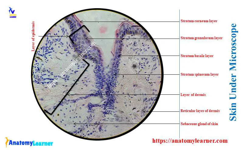 Skin under microscope