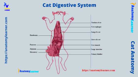 Cat digestive system anatomy labeled diagram