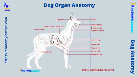 Dog internal organ anatomy