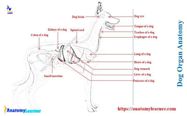 Dog organ anatomy