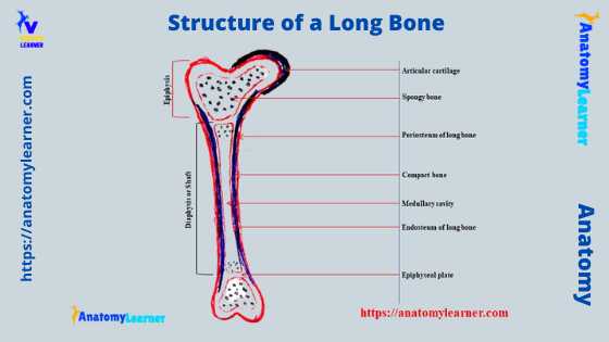 Structure of a long bone diagram