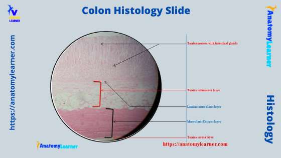 Colon histology slide labeled diagram