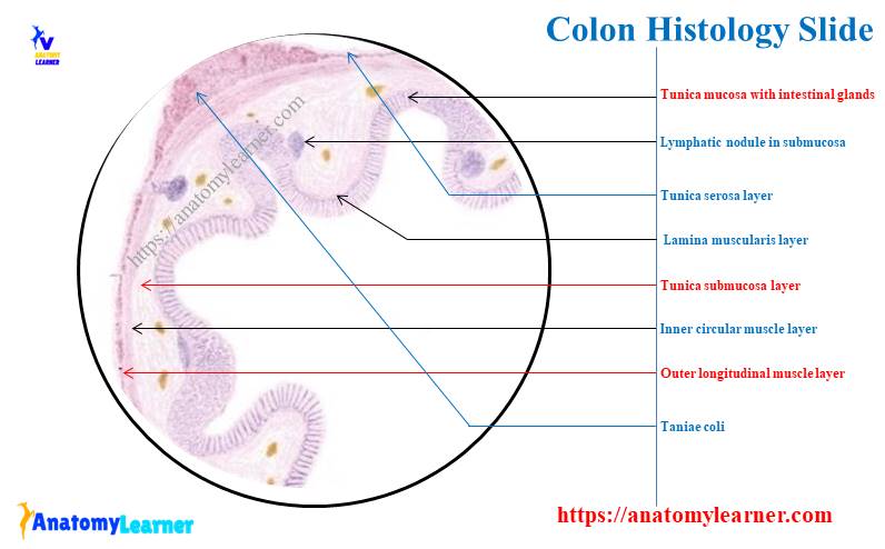 Colon histology slide layers labeled diagram