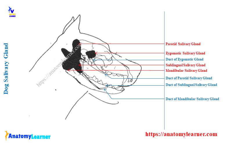 Dog Salivary Gland Anatomy