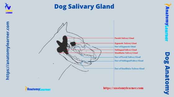 Dog salivary gland