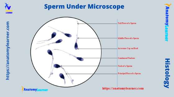 Sperm Under Microscope Labeled Diagram