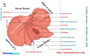 Dog Liver Anatomy - Canine Hepatic Lobes with Diagram » AnatomyLearner ...