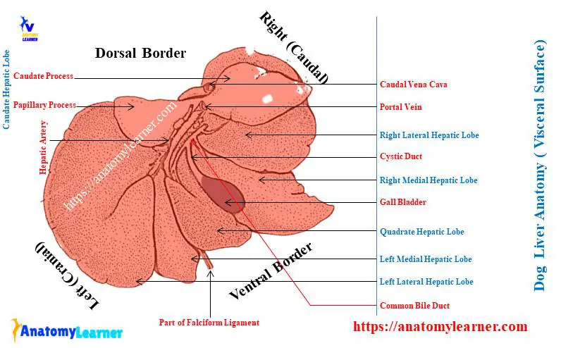 Dog Liver Anatomy - Visceral Surface