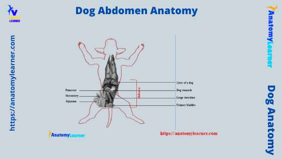 Dog abdomen anatomy (abdominal cavity)