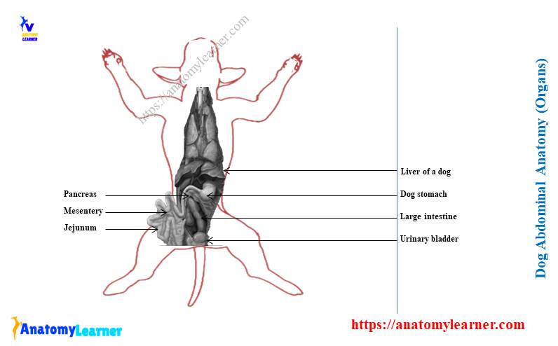 Dog abdominal anatomy - abdomen organs