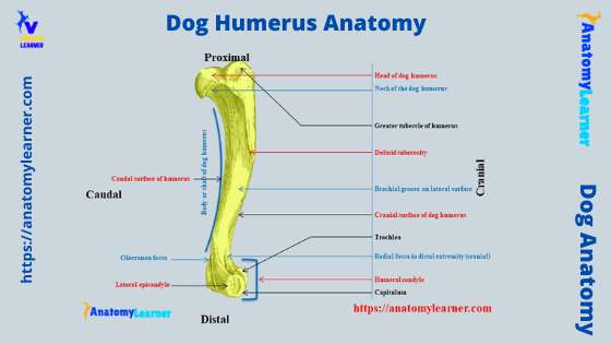 Dog humerus anatomy