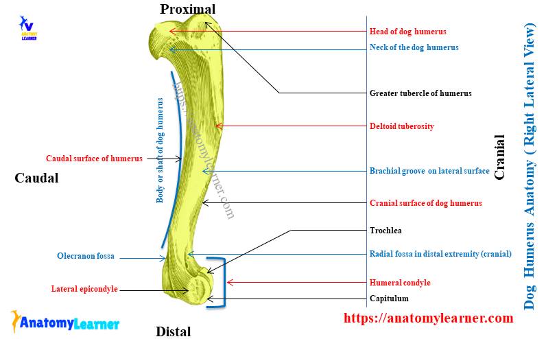 Dog humerus bone anatomy - Right lateral view