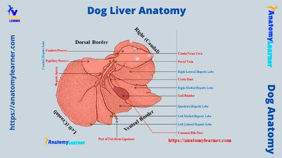 Dog liver anatomy labeled diagram