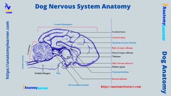 Dog nervous system anatomy
