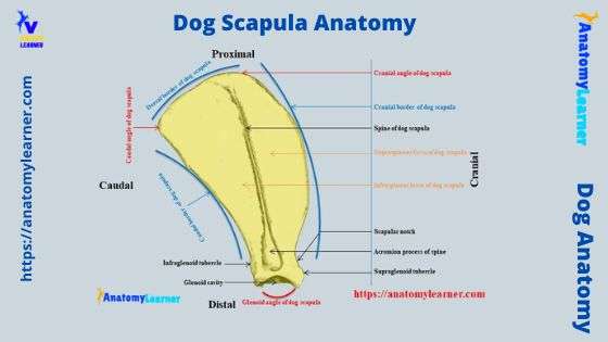 Dog scapula