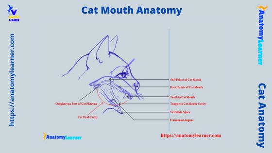 Cat Mouth Anatomy - Feline Oral Cavity Diagram