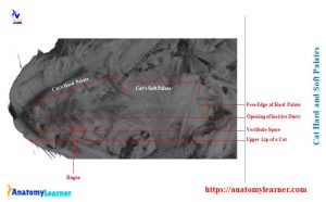 Cat Mouth Anatomy - Feline Oral Cavity with Labeled Diagram ...