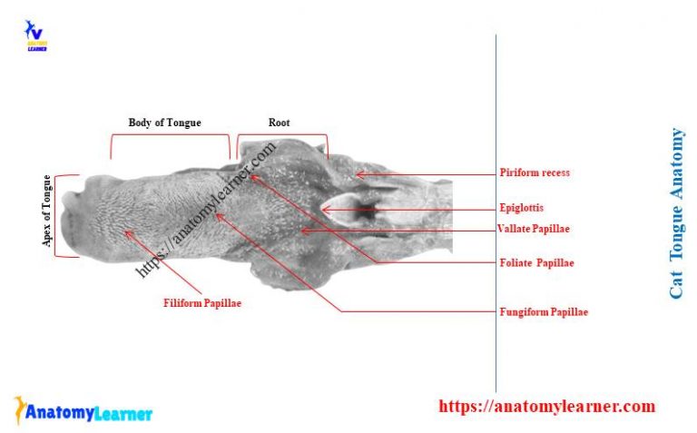 Cat Mouth Anatomy - Feline Oral Cavity with Labeled Diagram ...