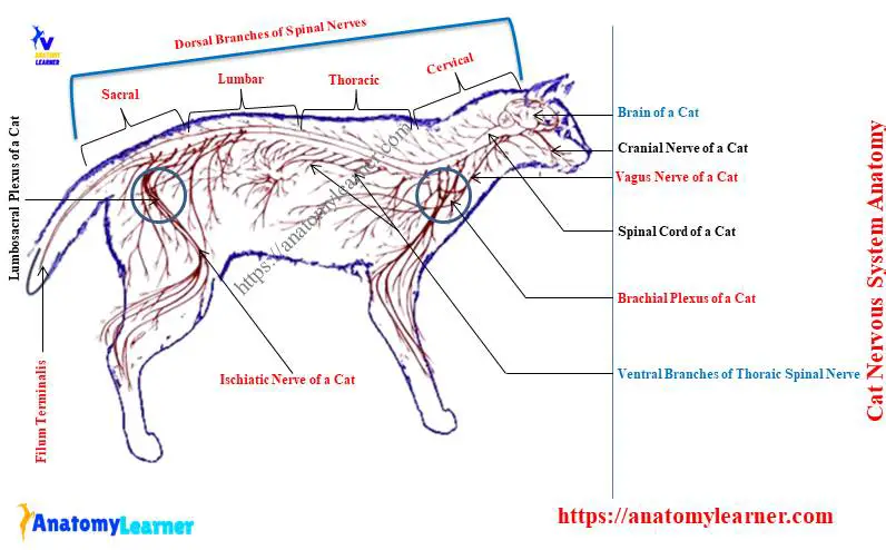 Cat Nervous System Anatomy Diagram