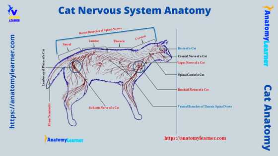Cat nervous system labeled diagram