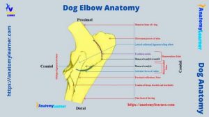 Dog Elbow Anatomy - Bone, Muscle, and Ligaments » AnatomyLearner >> The ...