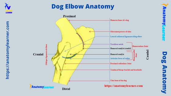 Dog Elbow Anatomy Bone Muscle and Ligaments