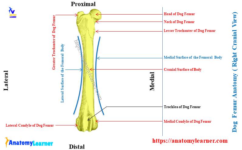 Dog Femur Anatomy Diagram - Right Cranial View