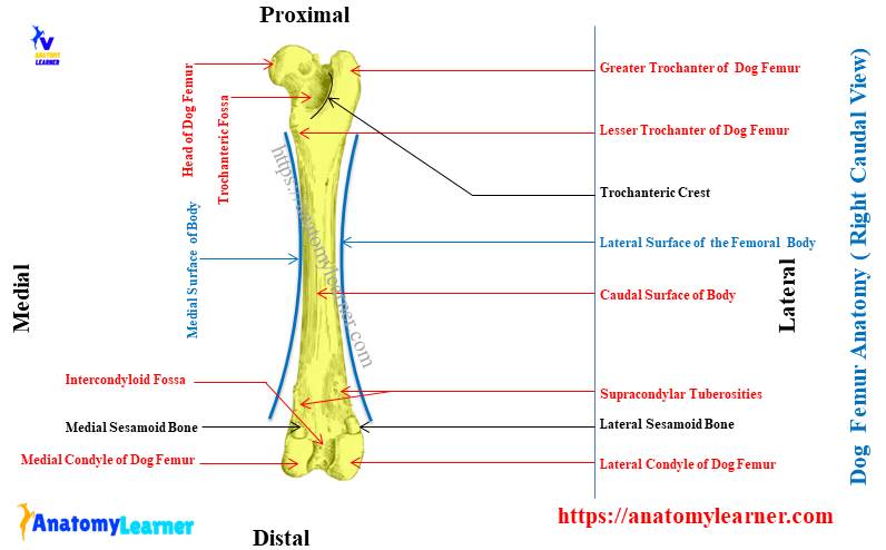 Dog Femur Bone Anatomy - Right Caudal View
