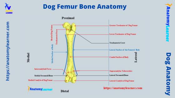 Dog Femur Bone Anatomy