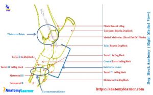 Dog Hock Anatomy with Diagram - Canine Tarsal Joint » AnatomyLearner ...