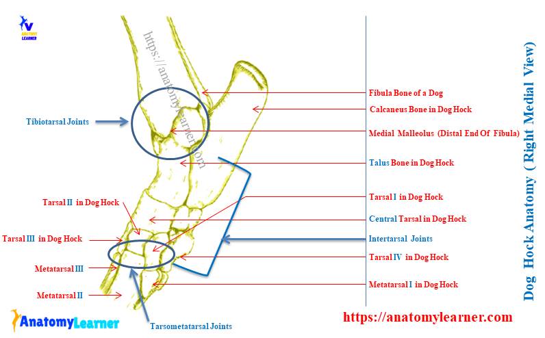 Dog Hock Joint Anatomy - Right Medial View