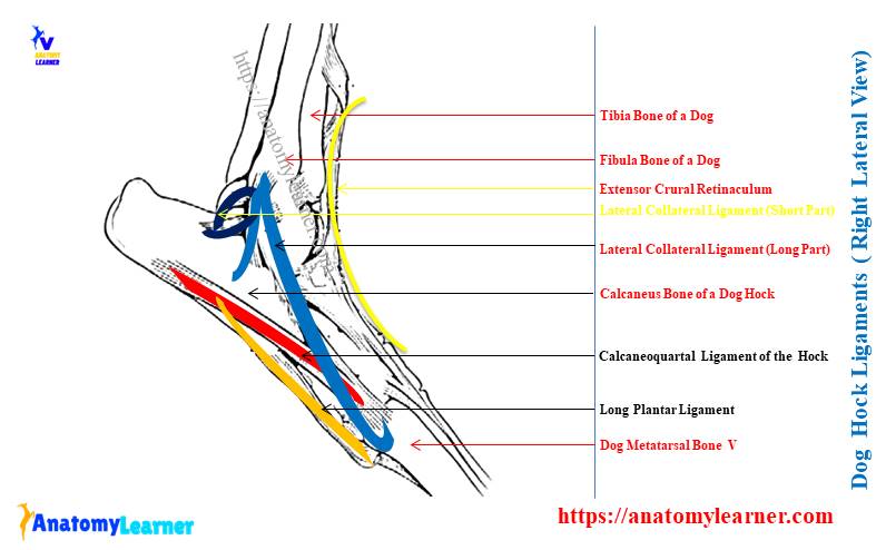 Dog Hock Joint Ligaments