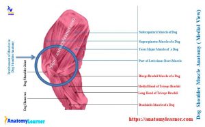 Dog Shoulder Anatomy - Bone, Muscle, and Ligament » AnatomyLearner ...