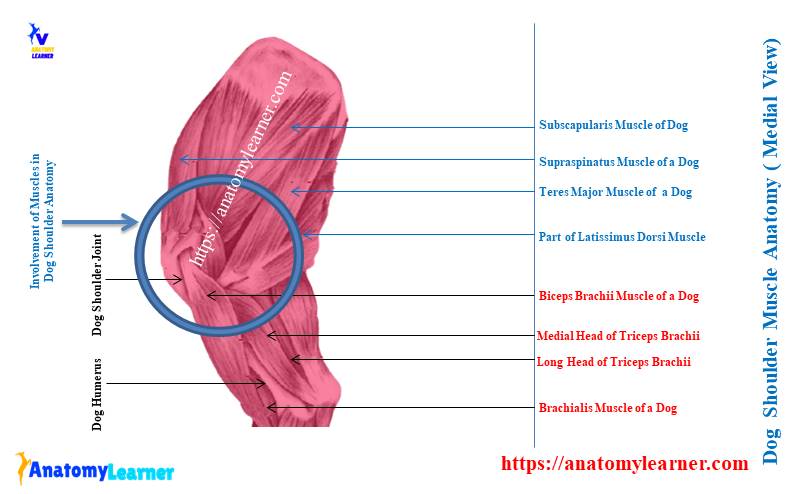 Dog Shoulder Muscle Anatomy - Medial View