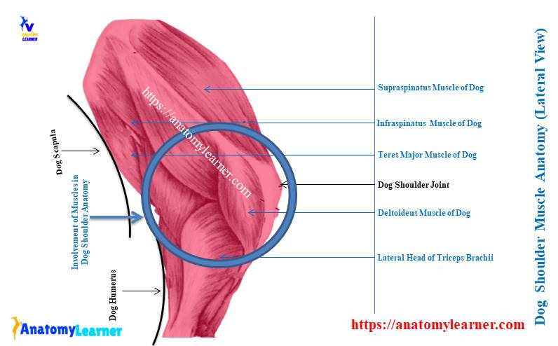 Dog Shoulder Muscle Anatomy