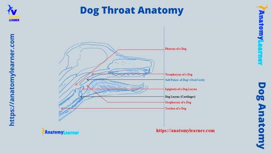 Dog Throat Anatomy Labeled Diagram
