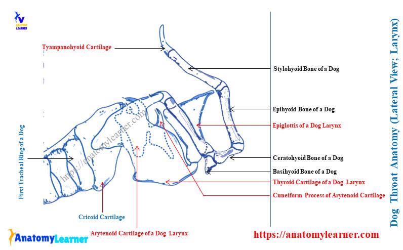 Dog Throat Anatomy - Lateral View (Larynx)